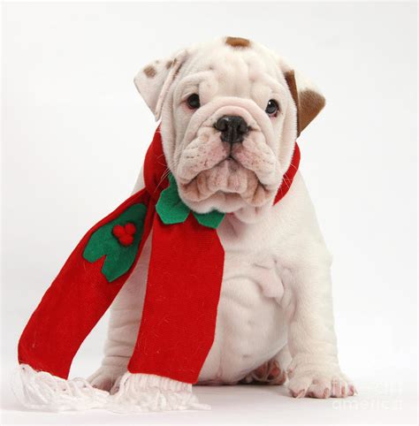 Bulldog Puppy Wearing Santa Hat Photograph By Mark Taylor Fine Art