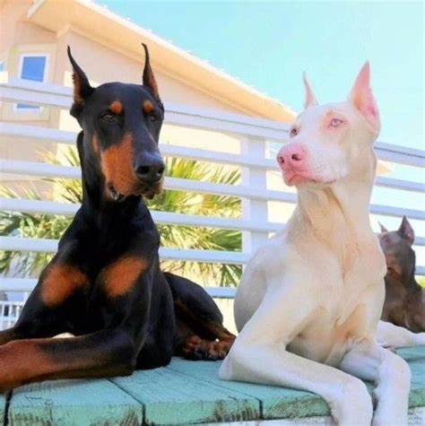 Albino Dogs