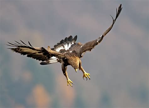 Aquila In Picchiata Juzaphoto