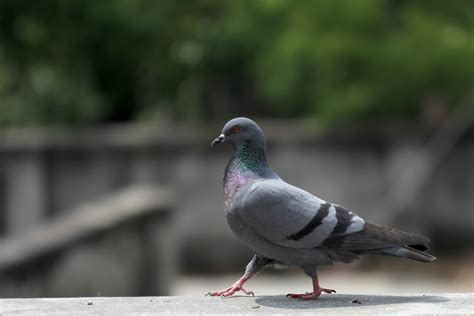 Fotos Gratis Naturaleza Pájaro Caminar Fauna Silvestre Pico Gris