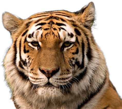 Tiger Head Png - Tiger Face Transparent Background - Free Transparent png image