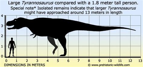 Carnotaurus Size Comparison T Rex