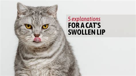 5 Explanations For A Cats Swollen Lip And How To Help