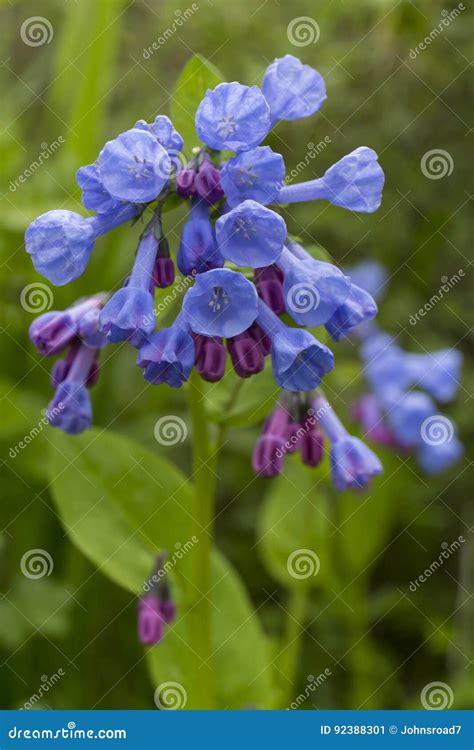 Blue Bell Flowers Stock Image Image Of Bluebell Scenery 92388301