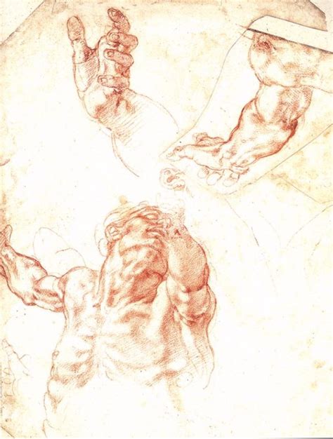 Study Of Adam Michelangelo Buonarroti Miguel Angel