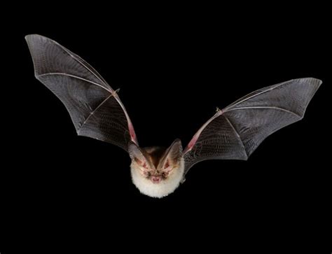 Beautiful British Bat Is One In Just 1000 New Scientist