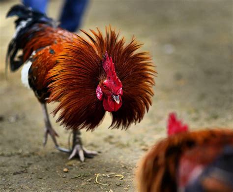 The Hindu On Instagram “a Rooster In The Age Old Traditional