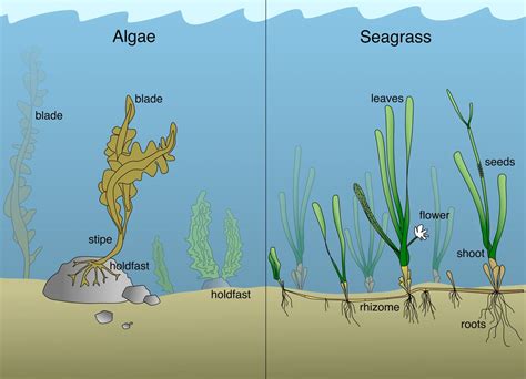 Project Seagrass On Twitter Unlike Seaweed Seagrasses Have True