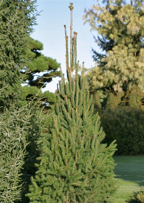Picea Abies Cupressina Narrow Norway Spruce Kigi Nursery