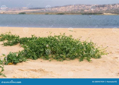 Sand Dunes On The Beach And Sea Rocket Flowers In Bloom Beautiful Pink