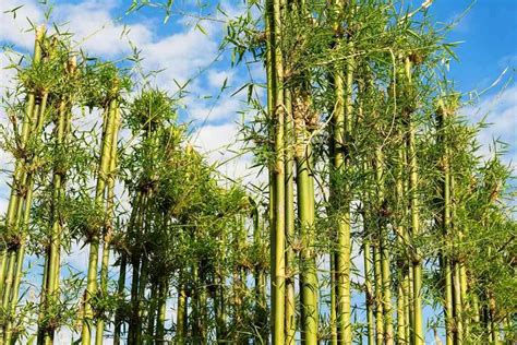 How Fast Does Bamboo Grow Bamboo Growth Rate Explained