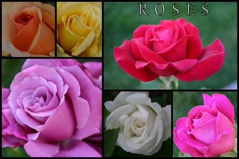 Favorite Hybrid Tea Roses From The Rose Bed Online Donations Hybrid