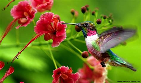 Hummingbird Wallpaper Best Wallpaper Hd
