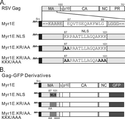 Schematic Diagram Of Rsv Gag And Mutant Proteins A The Wild Type Gag