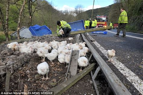 Thousands Of Chickens Die After Lorry Crashes Into River Daily Mail