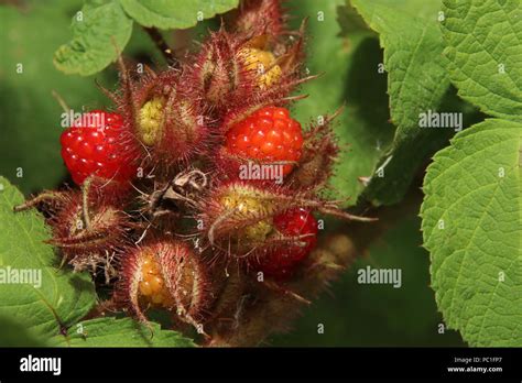 Japanese Wineberry Growing Hi Res Stock Photography And Images Alamy