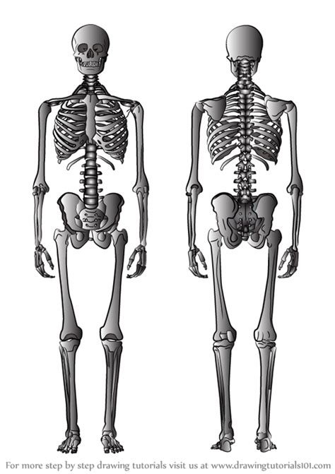 Drawing skeleton easy realistic head and step by step this time we will consider a halloween version that will show you how to draw a human skeleton this way of drawing is a little more comfortable than the previous one so it is perfect for novice artists or children first we draw a skull we draw a simple. Learn How to Draw a Skeleton (Everyday Objects) Step by ...