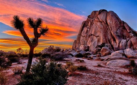 At that time, many people already believed these scraggly yet strangely beautiful trees to be national treasures. Luxury Cabin near Joshua Tree National Park, California