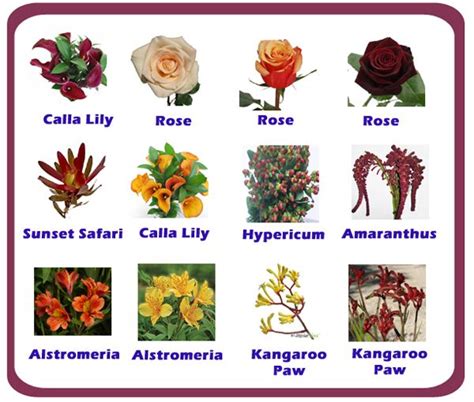 We did not find results for: Name of Flowers | Flower names, Flower images with name ...