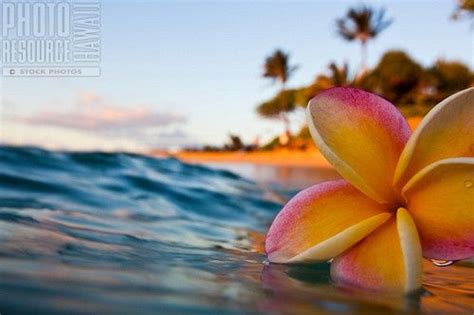 Plumeria Floating In The Ocean Hawaii Flowers Plumeria Flowers