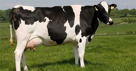 Ganado Bovino Holstein Freisian