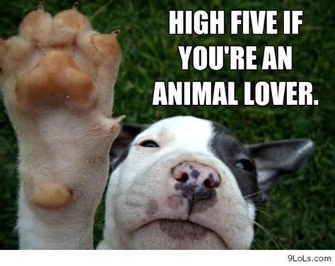 Funny Animal Picture Quotes For Facebook Image Quotes At