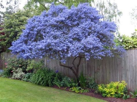 Beautiful Flowering Tree For Yard Landscaping 7 Evergreen Garden