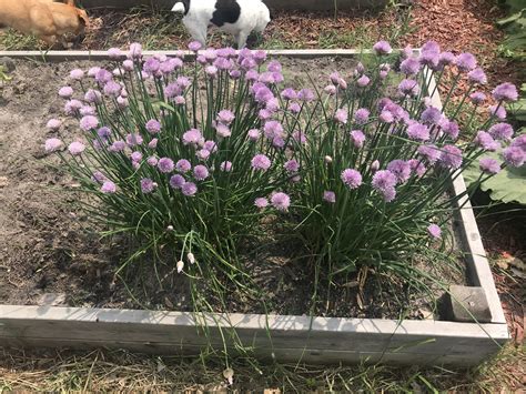 Chives Suamico Wi