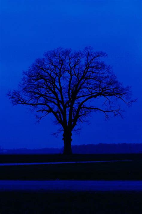 Blue Tree Photograph By Billy Beck Fine Art America