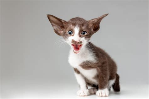 Oriental Bicolor Cat Pictures Temperament And Traits Pet Keen