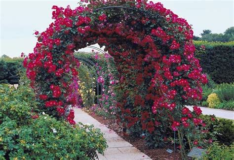 Enhance Your Pergola Or Arbor With Climbing Flowers Todays Homeowner