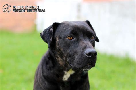 14 ¿cuál raza de perro vive más? ¡En el día del perro sin raza celebramos a nuestros ...