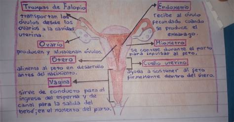 El Sistema Reproductor Femenino Apuntes Sistema Reproductor Femenino