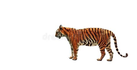 Bengal Tiger Stand On White Background Clipping Path Stock Image