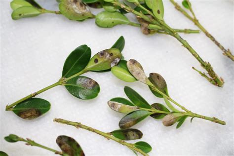 Update On Boxwood Blight Disease What Grows There Hugh Conlon