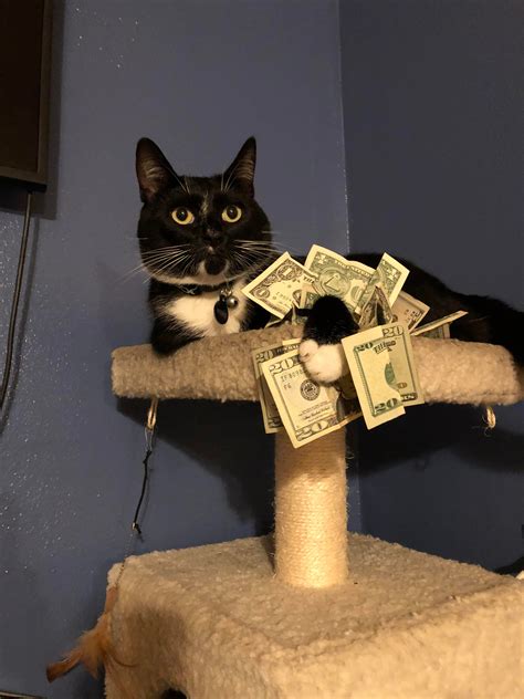Money Cat Brings Good Fortune Raww