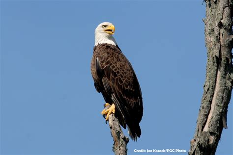 Eagles — hotel california eagles — take it easy eagles — new kid in town BALD EAGLES THRIVING THROUGHOUT PENNSYLVANIA