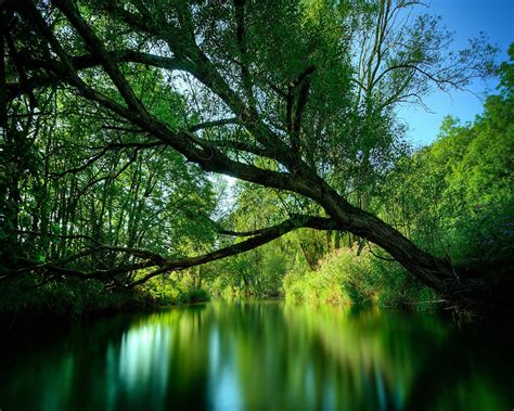 Green Trees On River Photography Hd Wallpaper Wallpaper Flare