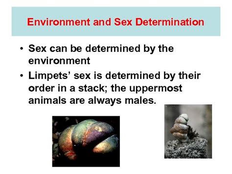 sex determination and sex linked traits how
