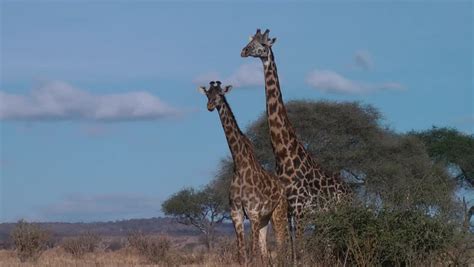 Mating Giraffe Serengeti Tanzania Stock Footage Video 100 Royalty