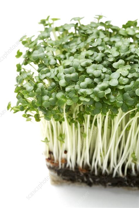 Cress Stock Image F0029746 Science Photo Library