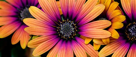 Colored Daisies Wallpaper