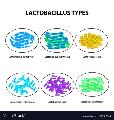 Types Lactobacilli Lactobacillus Good Royalty Free Vector