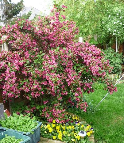 It consists of tropical evergreen shrubs and holds around 562 species. Time to Maintain: How to prune Summer-Flowering Shrubs