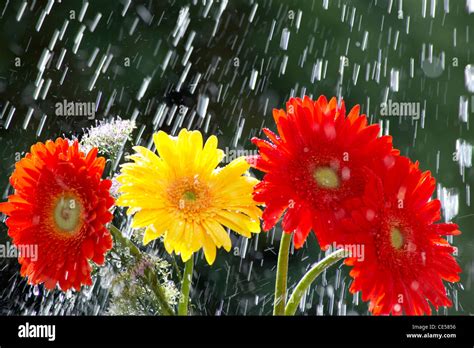 Gerbera Flowers In Rain Stock Photo Alamy