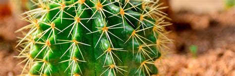For the most part there are three environmental variables to consider to ensure your experience with growing cacti is successful. How To Grow And Care For Saguaro Cactus | Love The Garden