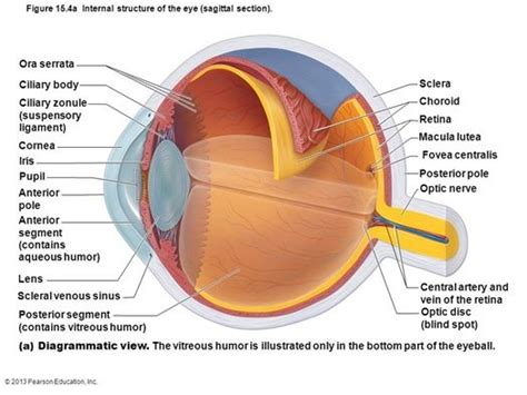 Pin By Jennifer Brode On Anatomy Eye Anatomy Eye Anatomy Diagram