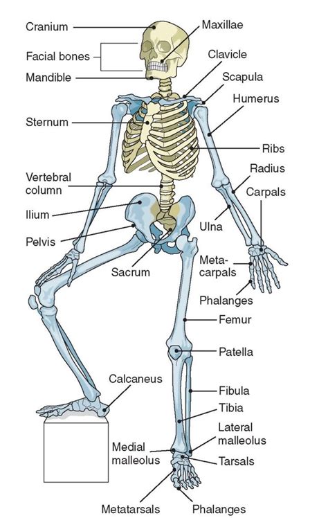 Human Bone Anatomy Labeled Bones Of The Arm And Hand Interactive