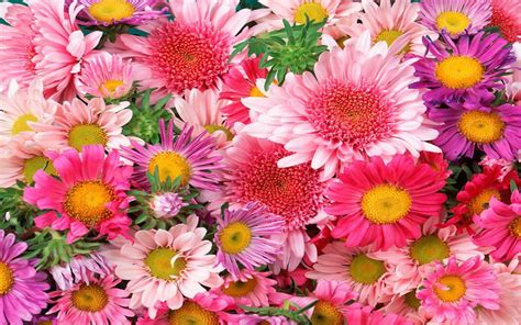 Pink Daisy Wallpaper 61 Images