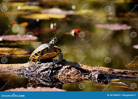 Turtle Sitting On A Log In The Swamp Stock Image Image Of Beautiful